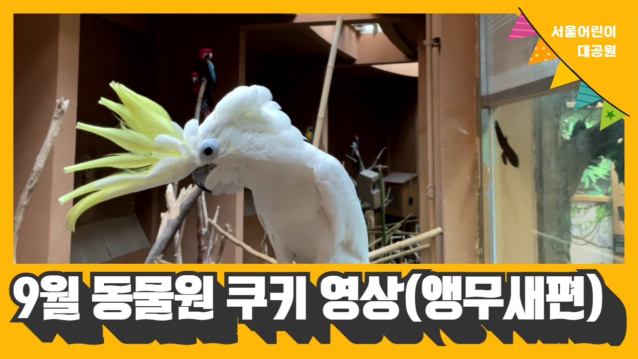 [동물원 쿠키영상] 9월 앵무새편 사진