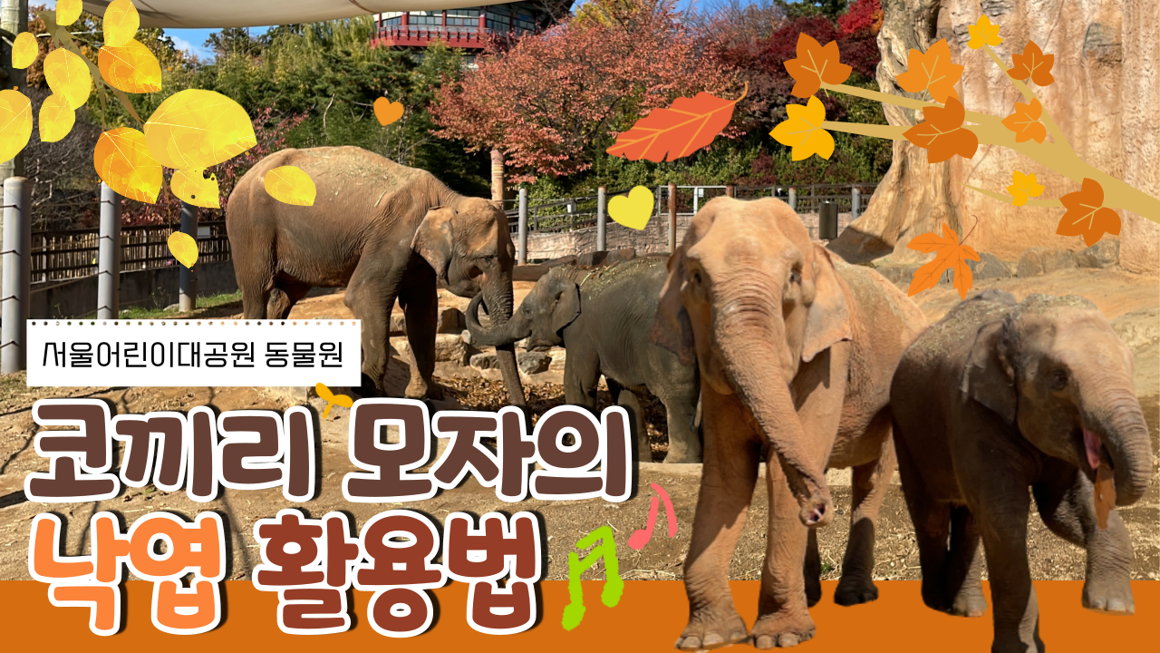 [행동풍부화] 코끼리 모자의 낙엽 활용법 사진