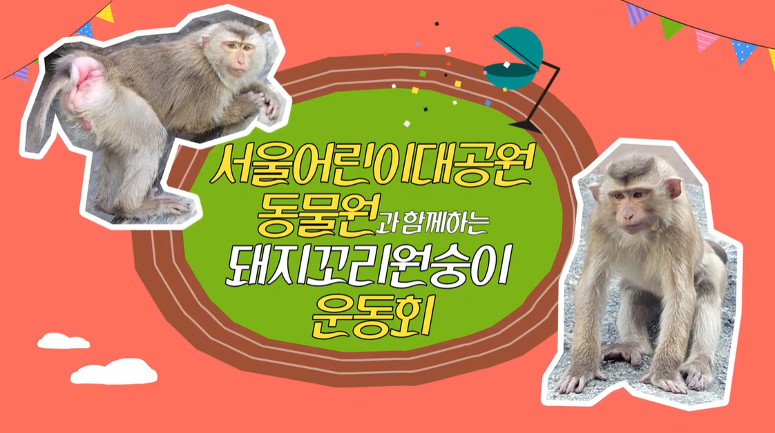 [동물원 쿠키영상] 10월 돼지꼬리원숭이편 사진