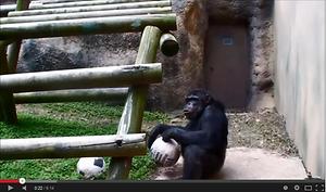 동물행동풍부화 침팬지 사진