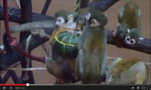 동물행동풍부화 다람쥐원숭이 사진