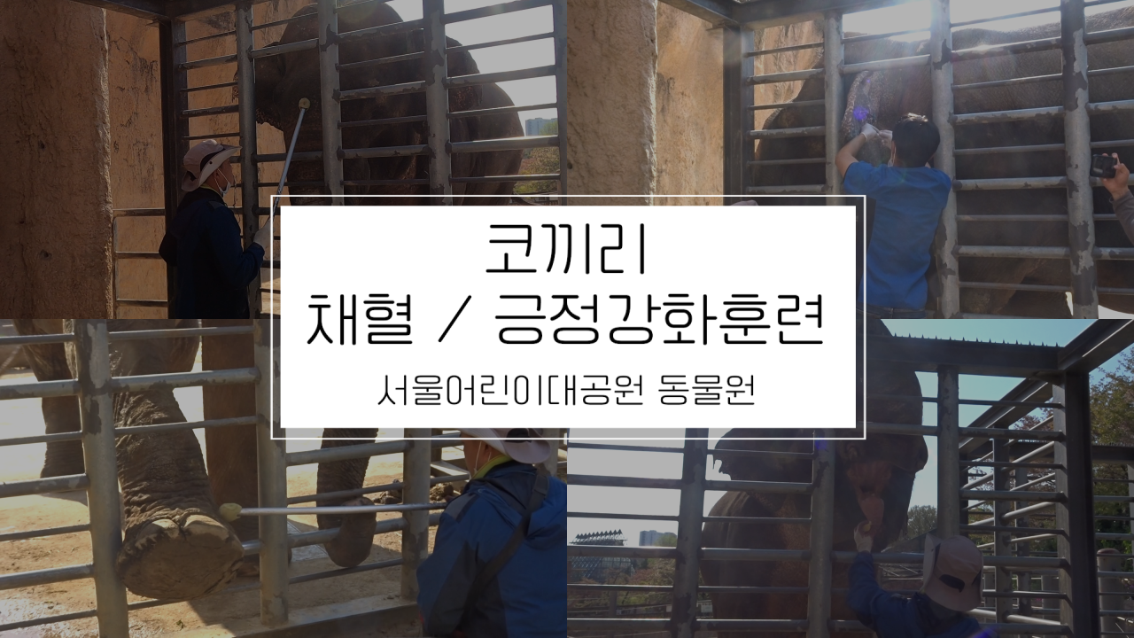 [서울어린이대공원 동물원] 코끼리 채혈 및 긍정강화훈련 사진