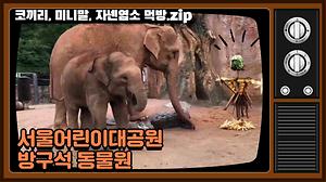 집에서 즐기는 '방구석 동물원' -코끼리, 미니말,  자넨염소 편- 사진