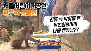 집에서 즐기는 '방구석 동물원' -일본원숭이 편- 사진
