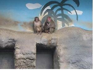 일본원숭이 사진