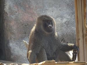 아누비스개코원숭이 사진