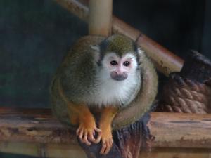 다람쥐원숭이 사진