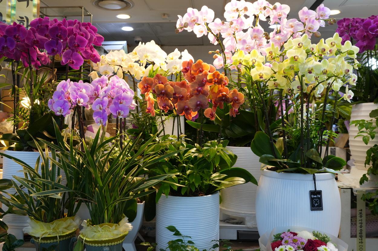 썬플라워 상품1