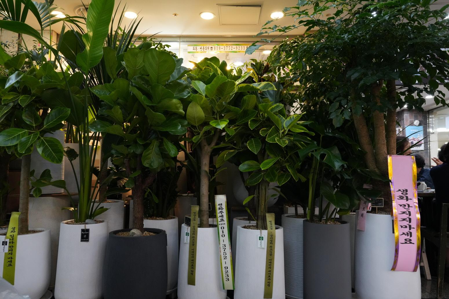 썬플라워 상품2